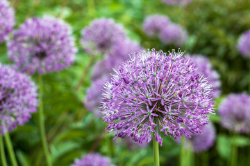 fresh purple onion flower close-up on a blurry background of a bright green meadow