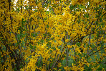 Yellow flowers of bush Forsythia in spring bloom