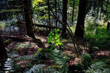 a forest somewhere in switzerland