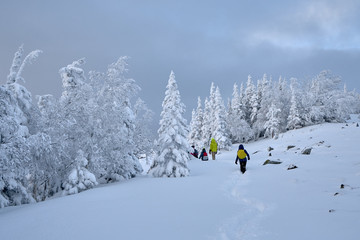 Tourists on a snow trail in a winter forest