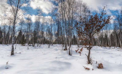 Winter day in the forest 