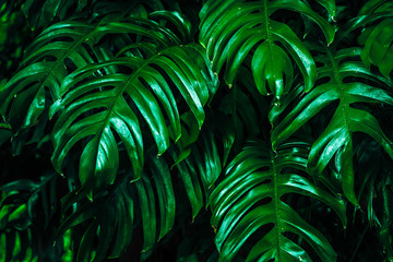 Plakat tropical leaves,( Philodendron) green foliage in jungle, nature background