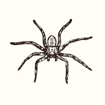 Spider top view, hand drawn doodle, drawing in gravure style, sketch illustration, design element