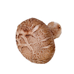 mushroom or mushroom with concept on background new.