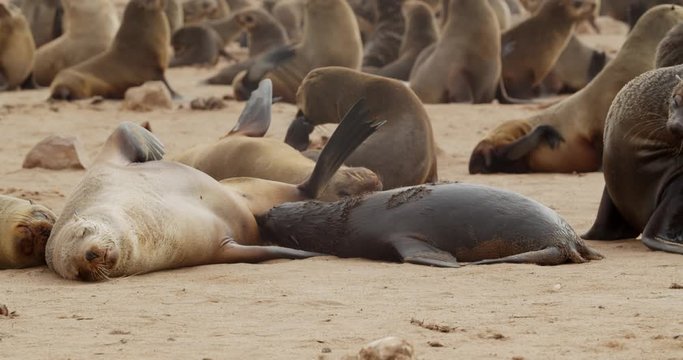 Mother seal is feeding its child on the beach at the massive Cape Cross colony