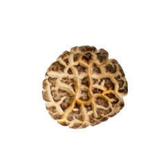 Mushroom or Dried Mushroom on a background.