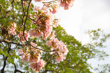 Pink trumpet shrub, Pink trumpet tree, Pink tecoma in the garden.