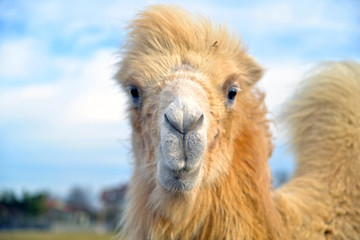 Obraz premium portrait of a camel