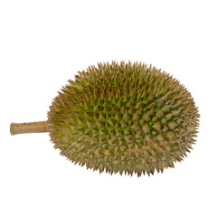durian or durian with concept on background new.