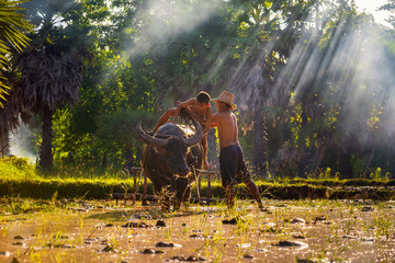 Farmer family, Father carrying a son to ride on the back of a buffalo in the rice field. Young man and boy with a buffalo this lifestyle Thai people in Countryside Thailand. - Powered by Adobe