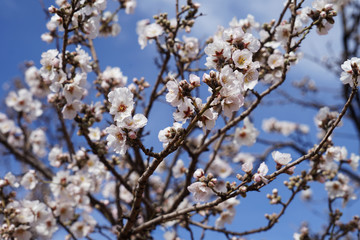 Wild Moroccan almond tree in bloom detail macro view with blue sky background