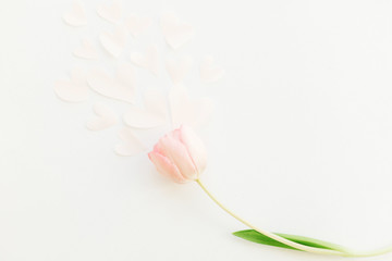 One pink tulip with soft hearts flat lay on white background, space for text. Stylish spring image. Happy womens day. Floral Greeting card mockup. Happy Mothers day. Romantic Valentines day