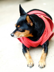 black fat cute miniature pincher dog wearing red shirt laying on cold grey concrete floor