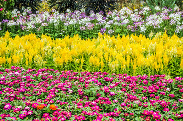 Many beautiful chrysanthemums