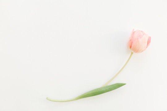 One pink tulip flat lay on white background, space for text. Stylish soft spring image. Floral Greeting card mockup. Happy women's day. Happy Mothers day. Creative minimalistic photo