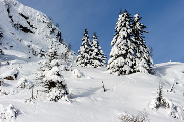 Dolomiti, alberi innevati