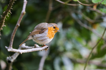 Robin on a branch in a garden