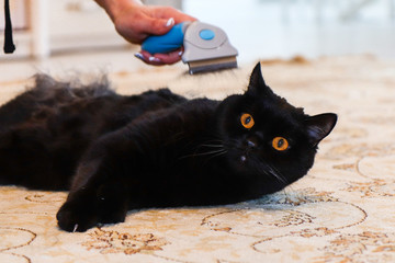 Woman combing her cat, the cat is black