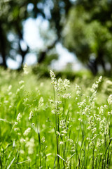 Abstract image of grass at meadow. Selective focus, blurred background