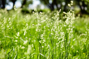 Abstract image of grass at meadow. Selective focus, blurred background