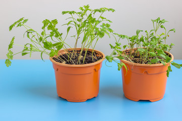 Seedling in a plastic pot with earth. Plants grow from seed at home. Vitamin green on the windowsill..