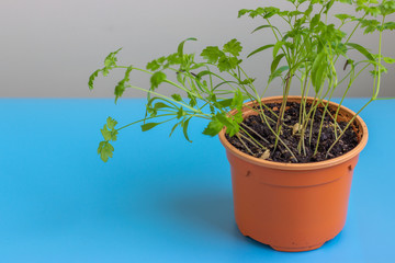 Seedling in a plastic pot with earth. Plants grow from seed at home. Vitamin green on the windowsill..