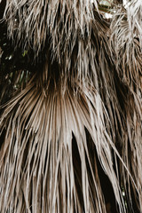 dried palm leaves, natural background texture