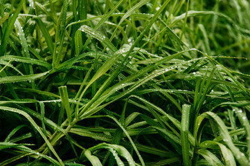 green grass background close up with raindrops