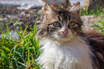 Naklejka na ściany i meble closeup portrait of a outdoor cat with grass 