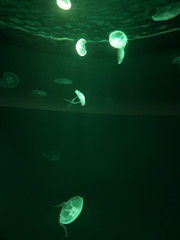 Obraz na płótnie Canvas White Jellyfish dansing in the dark green ocean water.