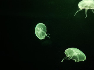 White Jellyfish dansing in the dark green ocean water.