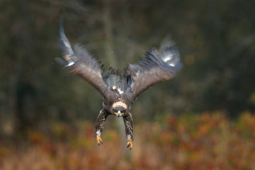 Obraz premium Steppe Eagle, Aquila nipalensis, sitting on the meadow, forest in background. Wildlife scene from nature. Detail portrait of eagle. Bird in the grass.