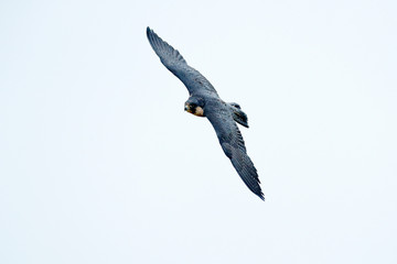 Flight of Peregrine Falcon. Bird of prey with open wings. White light sky in background. Action scene in the nature habitat, Germany. Wildlife scene from nature. Wild bird in the forest, Germany.