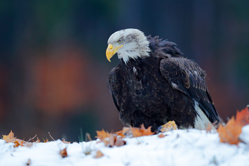 Eagle, orange fall leave in the snow. Bald Eagle, Haliaeetus leucocephalus, portrait of brown bird of prey with white head, yellow bill. Winter scene with snow, Alaska, USA.