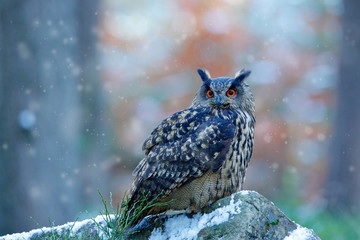 Eagle Owl, Bubo bubo,  snow and light, winter forest habitat in background, white trees. Wildlife scene from nature forest, Germany. Owl behaviour. Forest bird, cold ice winter.