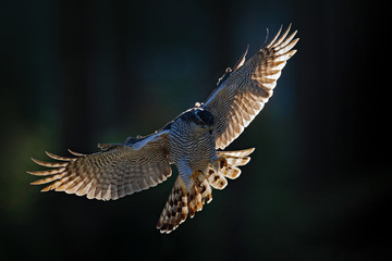 Goshawk flying, bird of prey with open wings with evening sun back light, nature forest habitat, Czech Republic. Wildlife scene from autumn nature. Bird fly landing pn tree trunk in orange vegetation.