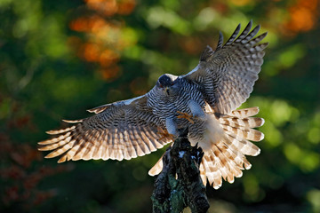 Goshawk flying, bird of prey with open wings with evening sun back light, nature forest habitat, Czech Republic. Wildlife scene from autumn nature. Bird fly landing pn tree trunk in orange vegetation.