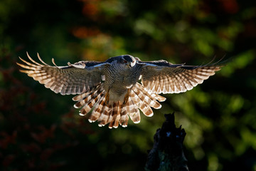 Goshawk flying, bird of prey with open wings with evening sun back light, nature forest habitat, Czech Republic. Wildlife scene from autumn nature. Bird fly landing pn tree trunk in orange vegetation.