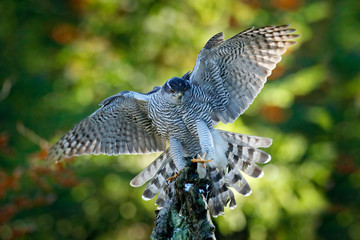 Fototapeta premium Goshawk flying, bird of prey with open wings with evening sun back light, nature forest habitat, Czech Republic. Wildlife scene from autumn nature. Bird fly landing pn tree trunk in orange vegetation.