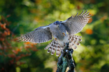 Goshawk flying, bird of prey with open wings with evening sun back light, nature forest habitat, Czech Republic. Wildlife scene from autumn nature. Bird fly landing pn tree trunk in orange vegetation.