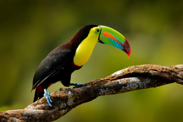 Keel-billed Toucan, Ramphastos sulfuratus, bird with big bill sitting on branch in the forest, Guatemala. Nature travel in central America. Beautiful bird in nature habitat.