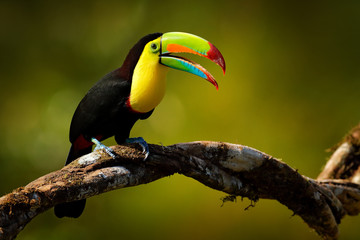 Keel-billed Toucan, Ramphastos sulfuratus, bird with big bill sitting on branch in the forest, Guatemala. Nature travel in central America. Beautiful bird in nature habitat.