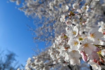 桜と青空,cherry blossoms and bkue skycherry blossoms and bkue sky