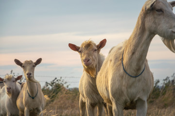 Fototapeta premium Close up of goats in nature.