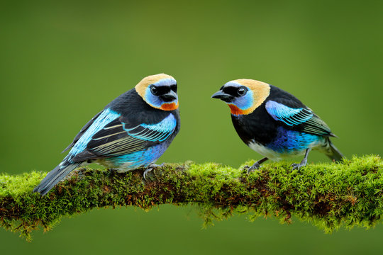 Golden-hooded Tanager, Tangara larvata, exotic tropical blue bird with gold head from Costa Rica. Wildlife scene from nature. Tanager sitting on the green branch.
