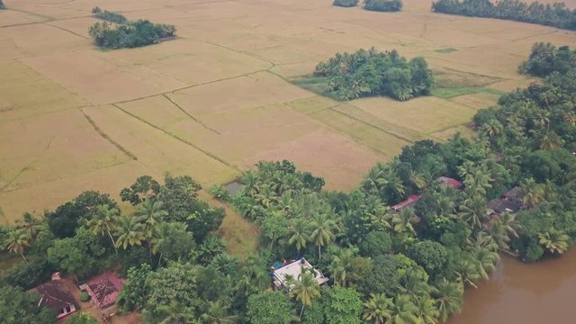 Kerala Backwaters Farmland And Fields At Alleppey, India. Aerial Drone View