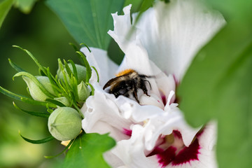 Hummel in Hibiskusblüte © JayAr