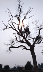 silhouette of a tree