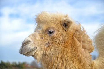 Fototapeta premium portrait of a camel