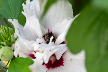 Hummelhinterteil in Hibiskusblüte © JayAr